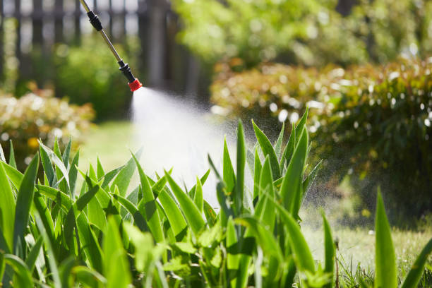 24/7 Emergency Wasp Removal experts in South Holland, IL
